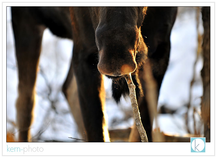 moose eating stick by r. j. kern kern-photo