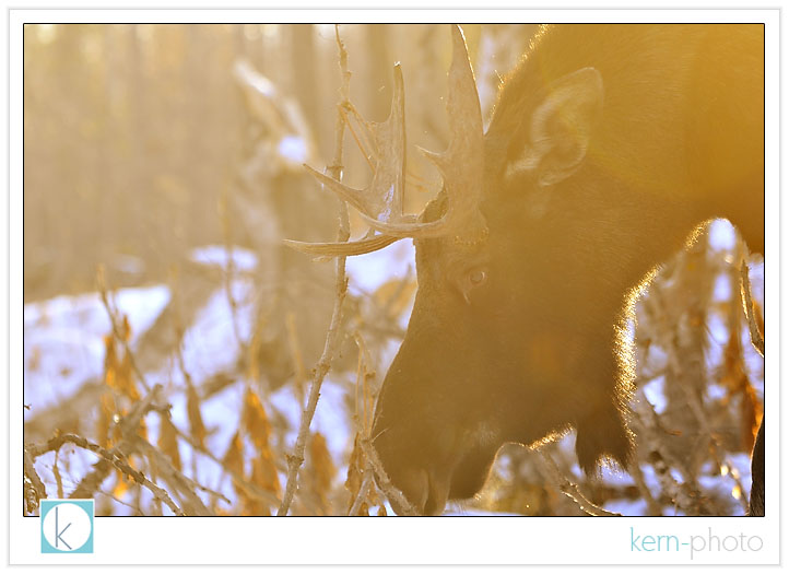 moose by r. j. kern kern-photo