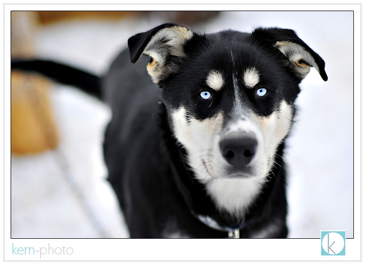 like humans, sled dogs (alaskan huskies) have his/her unique personality: