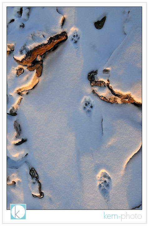mr. wile e. coyote’s tracks were a pleasant surprise at sunrise this morning in denali national park. 
