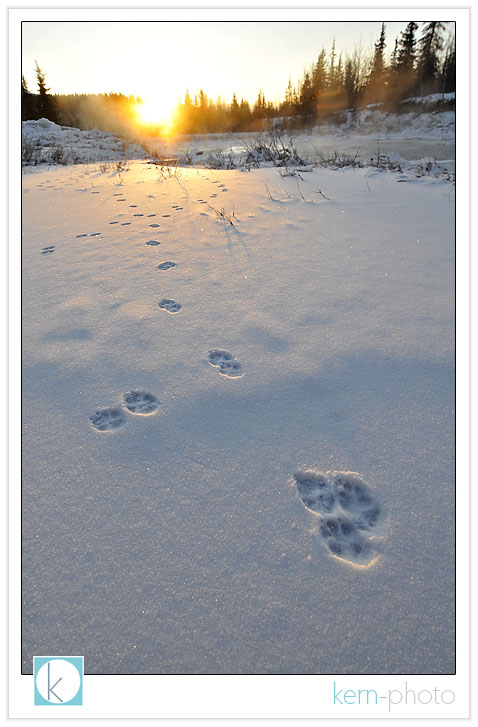 mr. wile e. coyote’s tracks were a pleasant surprise at sunrise this morning in denali national park by kern-photo