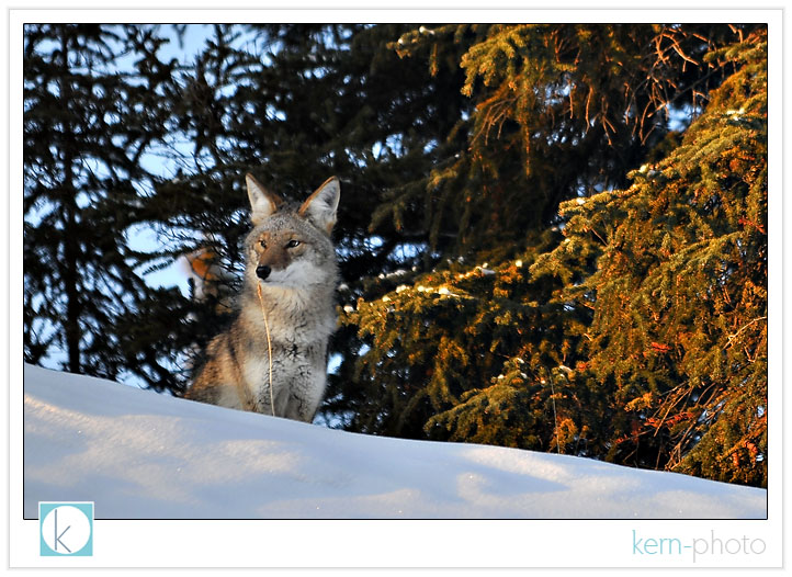 coyote in denali national park by kern-photo
