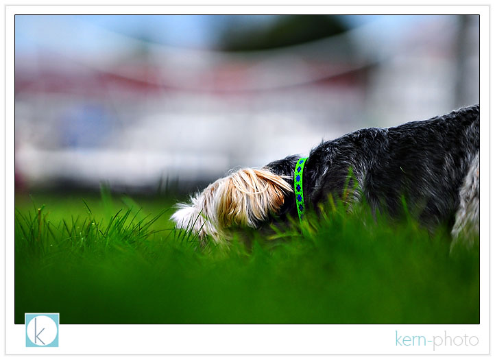 yorkie photography by kern-photo