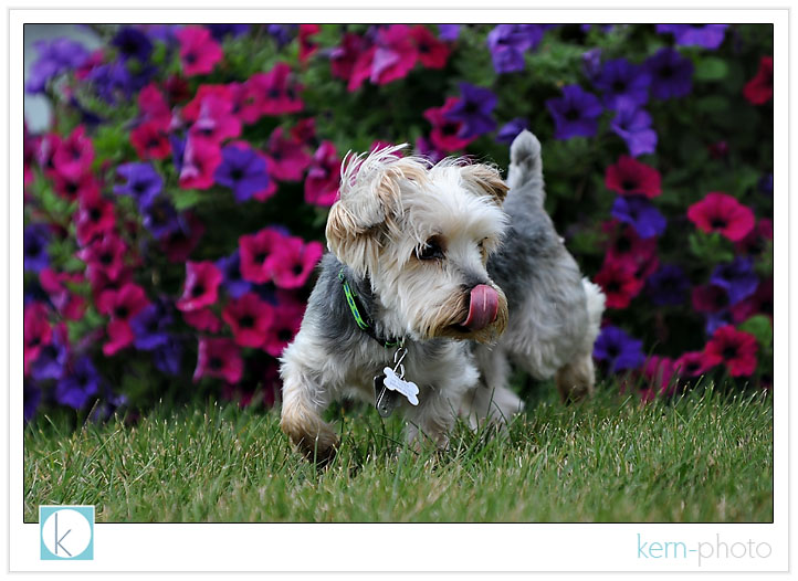 yorkie photos with flowers in background by kern-photo