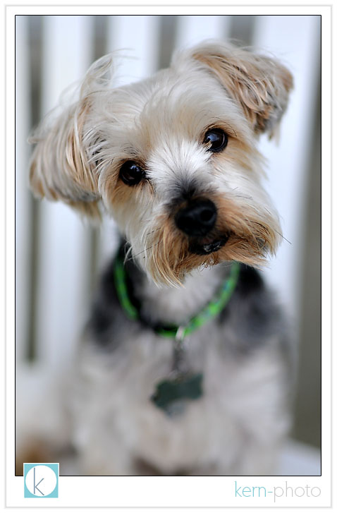 spencer the yorkie by kern-photo