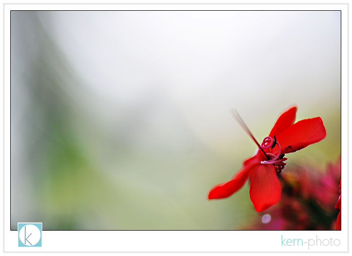 photographed by kern-photo with nikon 105 mm f/2.8 af-s macro lens bokeh kern-photo botanic gardens washington dc