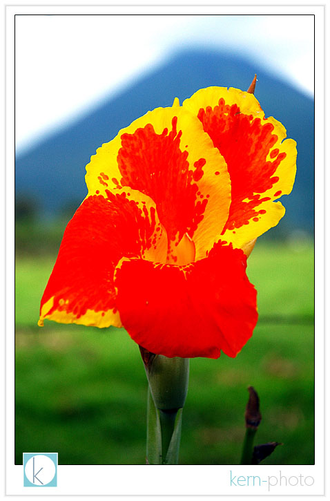 costa rica flower with volcano in background