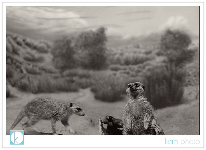 meerkat photograph at denver zoo by kern-photo