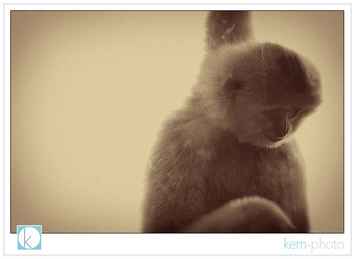monkey portrait 3 photograph at denver zoo by kern-photo