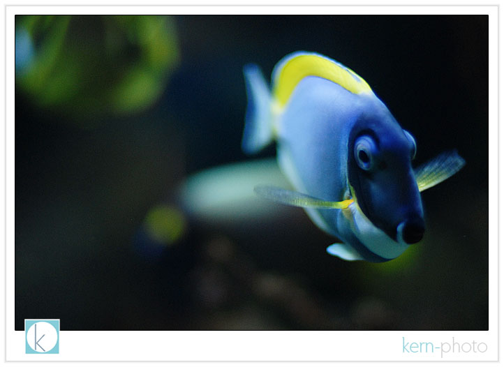 fish 2 photograph at denver zoo by kern-photo