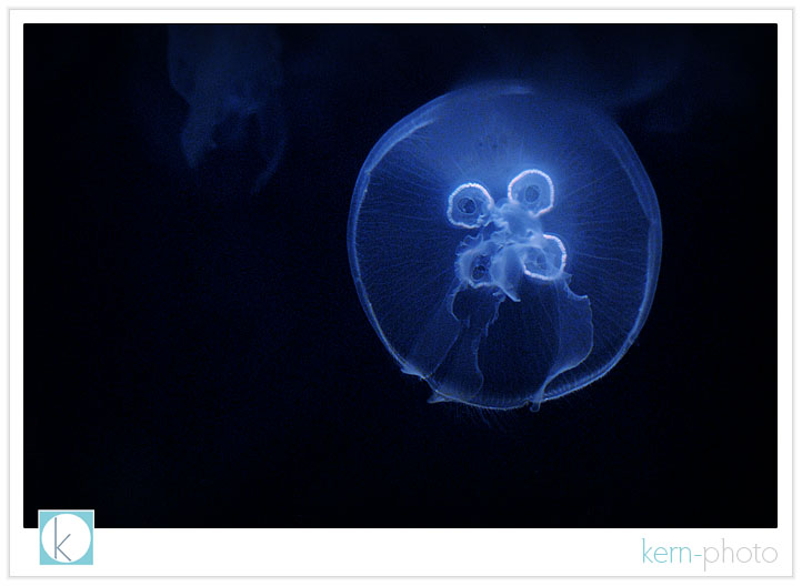 jellyfish photograph at denver zoo by kern-photo