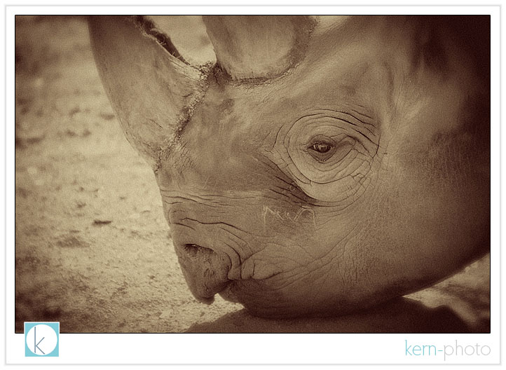 rhino photograph at denver zoo by kern-photo
