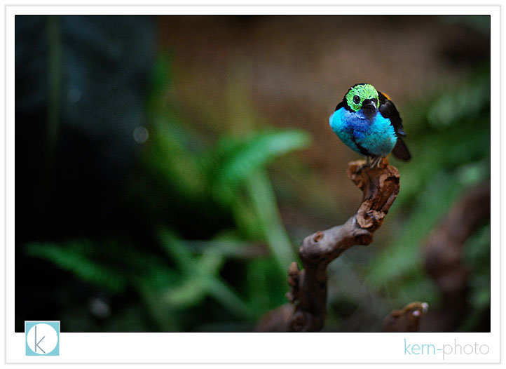 bird 2 photograph at denver zoo by kern-photo