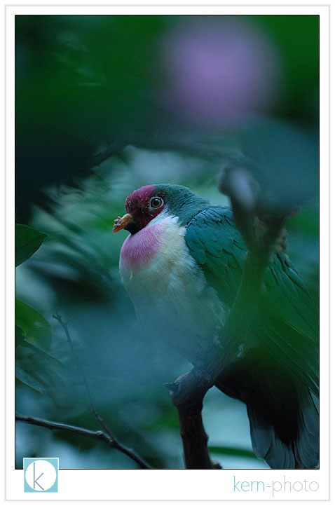 bird photograph at denver zoo by kern-photo