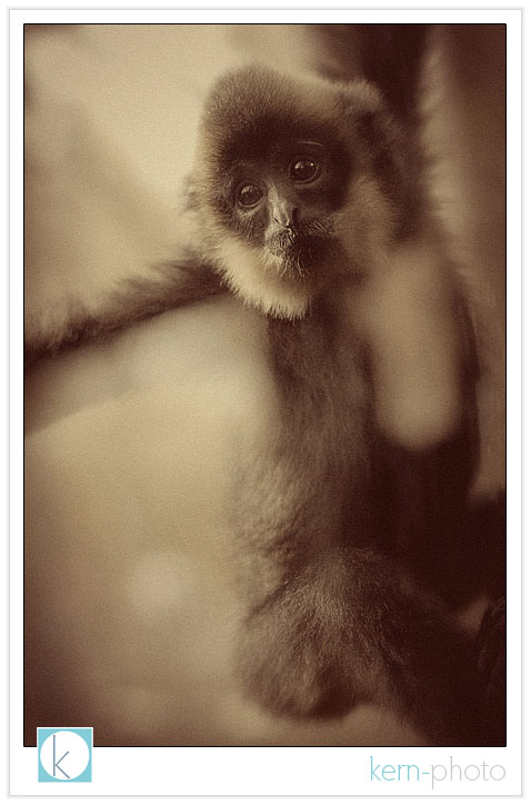 monkey portrait 2 photograph at denver zoo by kern-photo