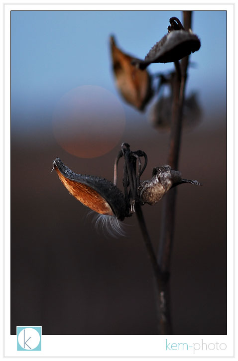 milkweed seed pod by kern-photo