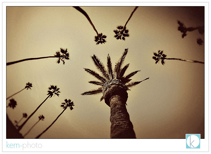 pleasant surprise of palm trees