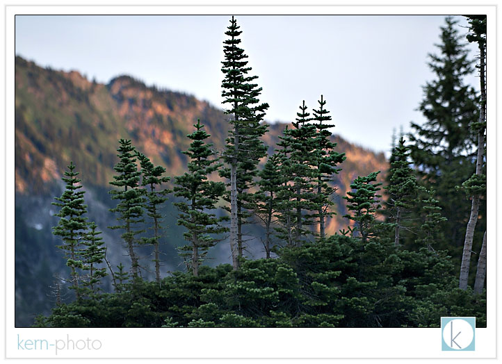 a glimmer of warmth of a mountain sunset cast a nice backdrop of these douglass fir trees growing along side a larger bush. they almost look naturally bonsaied:<br />