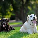cider & molly: dog portraits