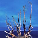 The Driftwood Portraits