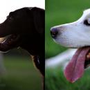 tips for photographing finicky pets