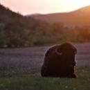 where buffalo roam