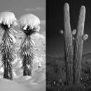 RJ Kern: Photographer of Cactus Portraits