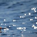 Puffin in the Waves