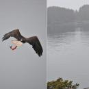 Sushi Caught by Bald Eagle