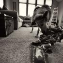 Two Man Take Down {Willy on Turkey}