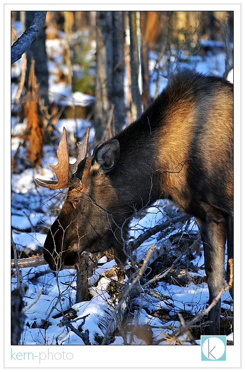 i kept my distance using the power of the nikon 70-200 f/2.8 (really an effective focal length of a 300 f/2.8 on my duezy nikon d-300) to shoot the images below.