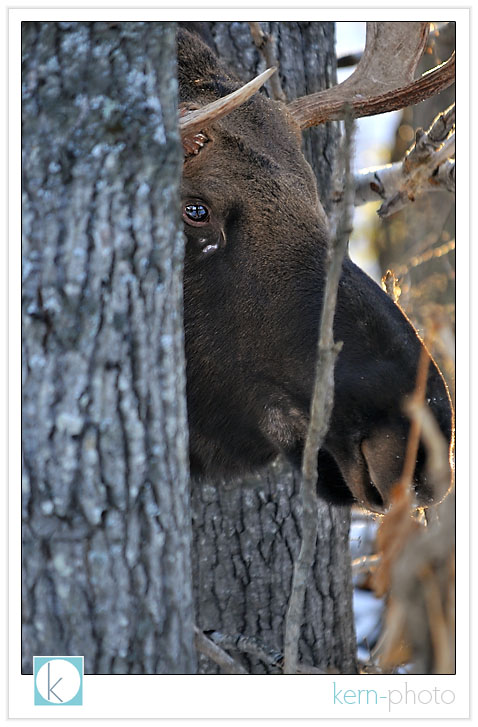 moose by r. j. kern kern-photo