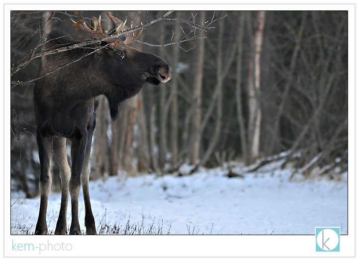 while he was finished with his branch snack, he got his antlers caught up in the branches... and snapped one off.