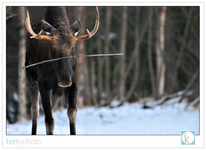 my moose buddy has got some major talent in the balancing act: 