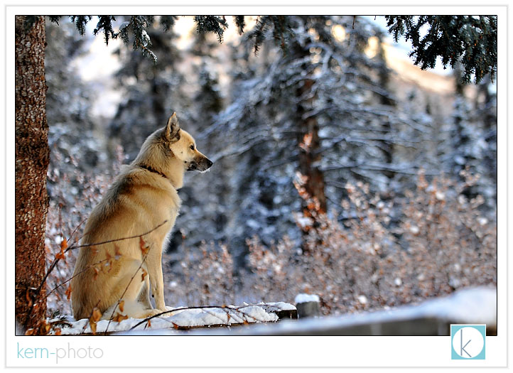 when i learned that sled dogs have patrolled denali national park since 1921, my focus switched to the animals i love best... dogs:<br />