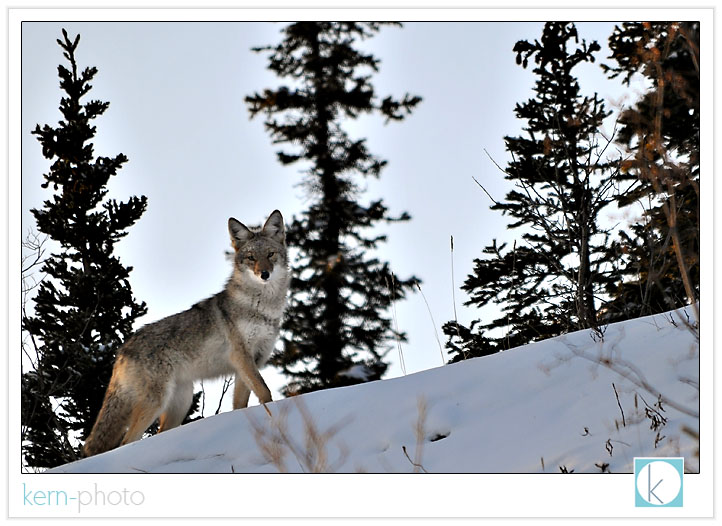 coyote in denali national park by kern-photo