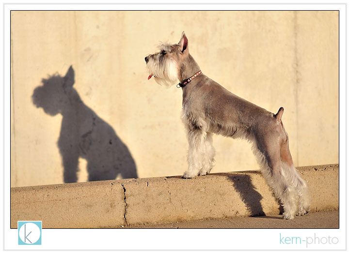 dixie the schnauzer by kern-photo