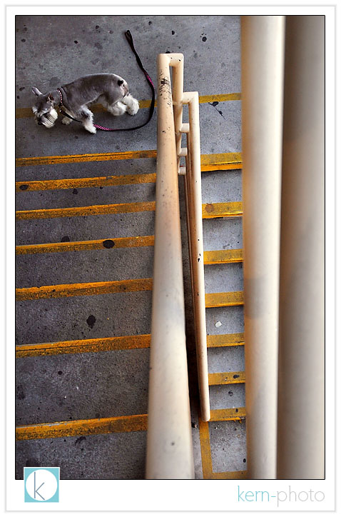 dixie wasn’t a big fan of the stairs. i’d be a bit afraid, too, if i had to climb stairs up to my chin covered in dried bubble gum splotches as big as my feet.<br />