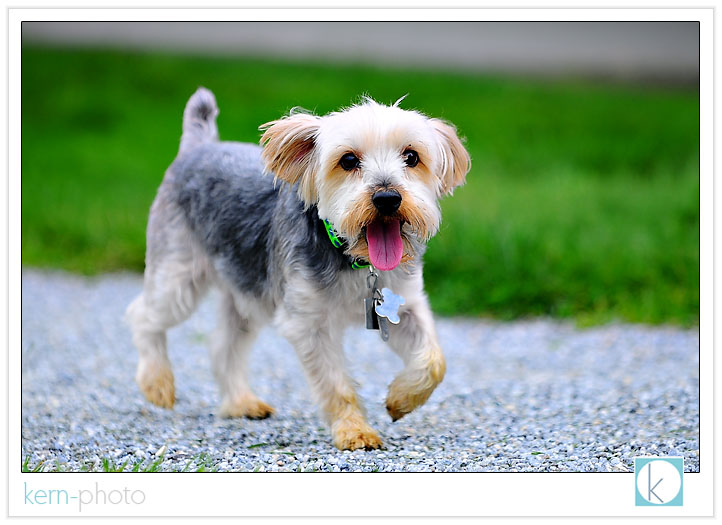 spencer the dog ...winding down from a portrait session and a long day of play: