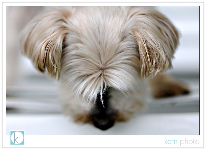 yorkie photo by kern-photo