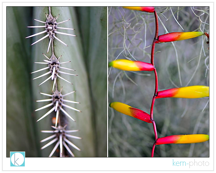 photographed by kern-photo with nikon 105 mm f/2.8 af-s macro lens bokeh kern-photo botanic gardens washington dc