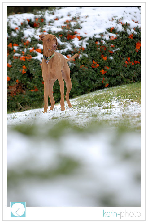 our famous vizsla dash photographs