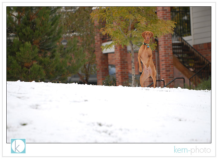 our famous vizsla dash photographs