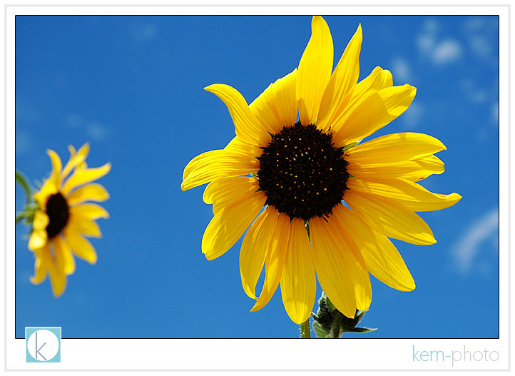 sunflowers with blue sky