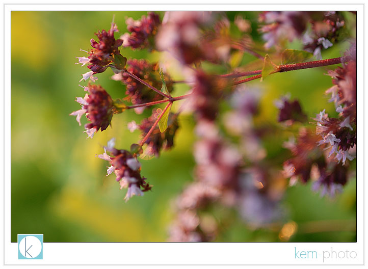 macro botanic with 50 nikkor f/1.4 lens