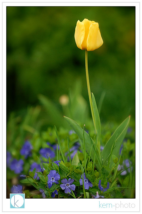 macro flower photography with 70-200 vr f/2.8 nikkor lens