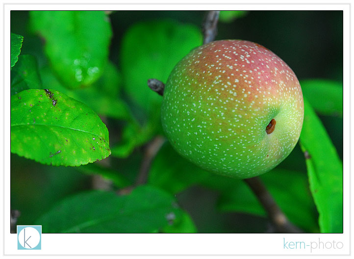 macro botanic with 105 nikkor f/2.8 lens