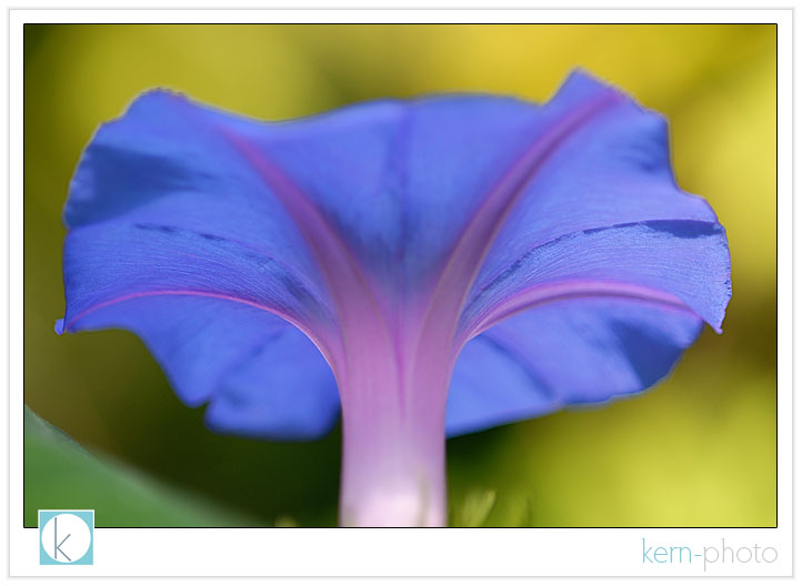 macro botanic with 105 nikkor f/2.8 lens