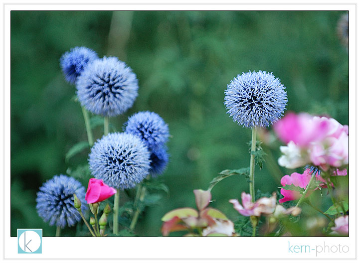 denver botanic gardens flower shot