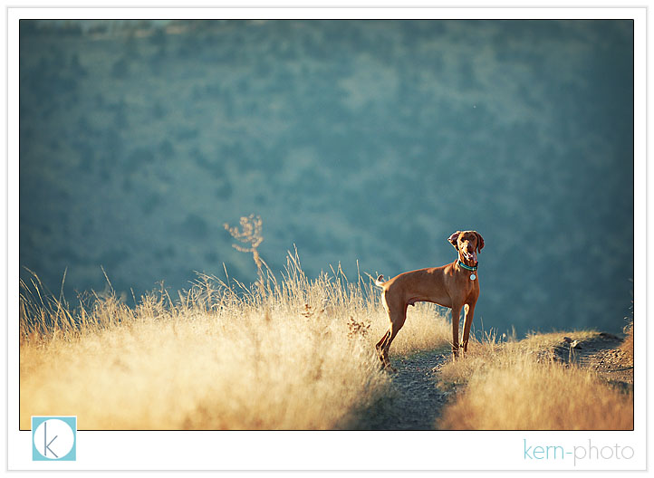 dash the hungarian vizsla photo by kern-photo